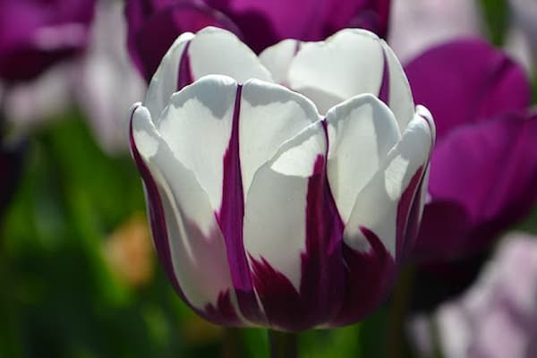 تصویر 5 از خرید و قیمت گل شاخه بریده لاله + فروش عمده